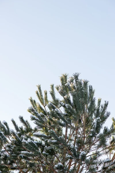 Árvores de inverno cobertas de neve no frio — Fotografia de Stock