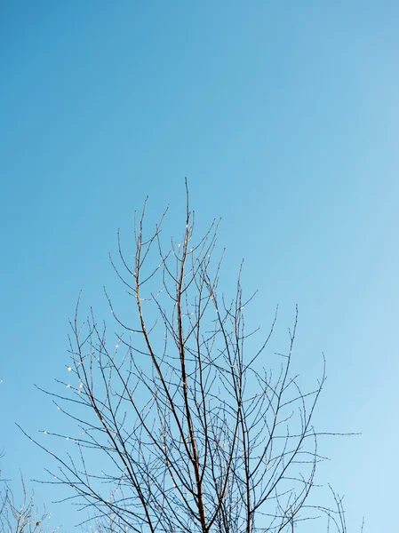 寒さで雪で覆われた冬の木 — ストック写真