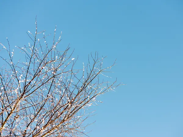 Arbres d'hiver couverts de neige dans le froid — Photo