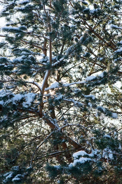 Arbres d'hiver couverts de neige dans le froid — Photo