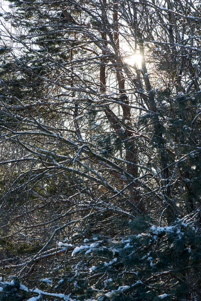 Vinter träd täckta med snö i kylan — Stockfoto