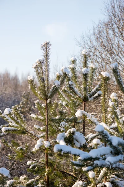 Árboles de invierno cubiertos de nieve en frío —  Fotos de Stock