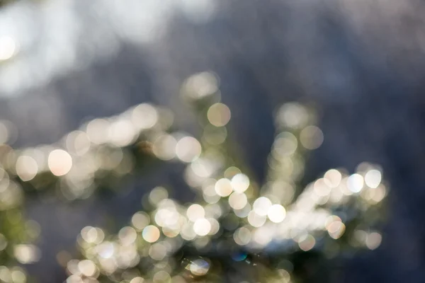Spruce tree in winter with abstract blur boke in sunlight — Stock Photo, Image