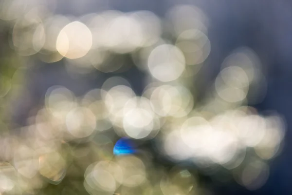 Árvore de abeto no inverno com blur boke abstrato na luz solar — Fotografia de Stock