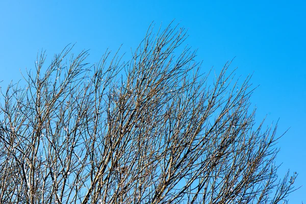 Vinter träd täckta med snö i kylan — Stockfoto