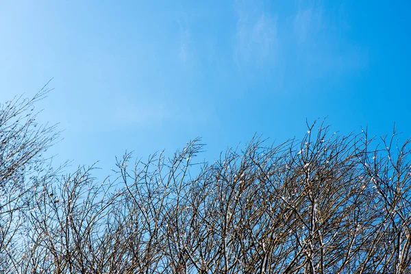 寒さで雪で覆われた冬の木 — ストック写真