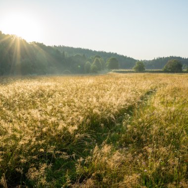 puslu alanları ve yaz aylarında yağmur sonra meadows