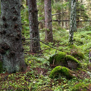 moss ile eski Orman ağaçları ve güneş ışınlarının kaplı