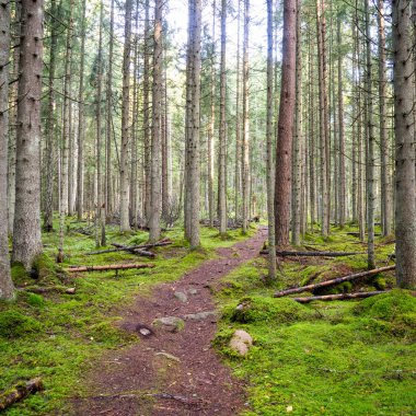 moss ile eski Orman ağaçları ve güneş ışınlarının kaplı