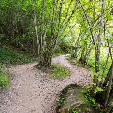 doğal ve güzel turizm iz Nehri yakınında ormanda 