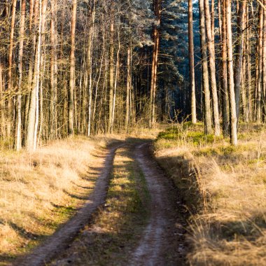 sabah güneş ışınları ile orman yolu