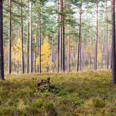Güneş ışınları ile yeşil ormandaki renkli sonbahar ağaçlar