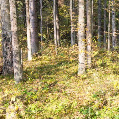 Orman ağaçları kırsalında sonbahar renkleri