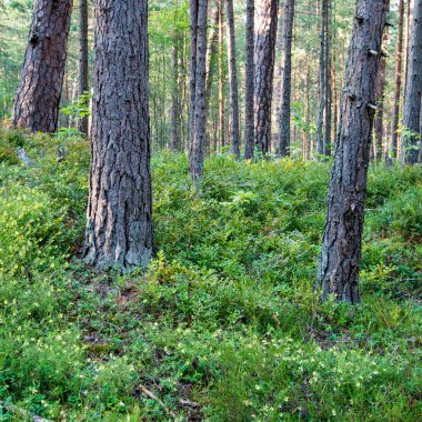 Denizde kum tepelerini yakınındaki ormanda