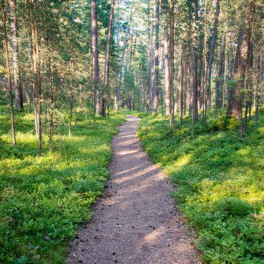 Denizde kum tepelerini yakınındaki ormanda iz