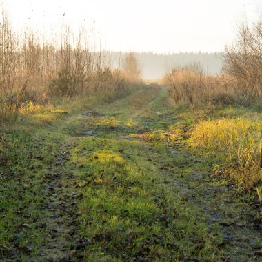 sabah Frost güzel misty çayır