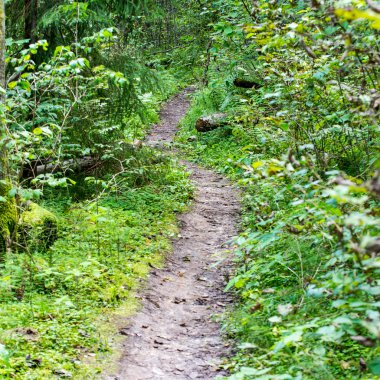 doğal ve güzel turizm iz Nehri yakınında ormanda 