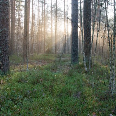 ormandaki ağaçlar ile güzel ışık ışınları