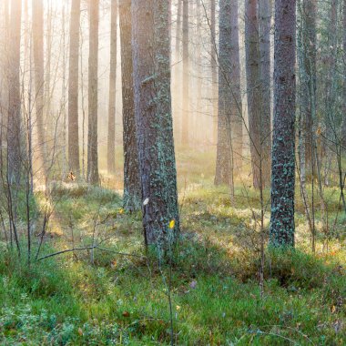 ormandaki ağaçlar ile güzel ışık ışınları