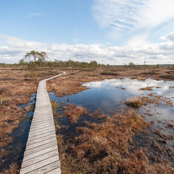 Вид на болото с деревьями и набережной — стоковое фото