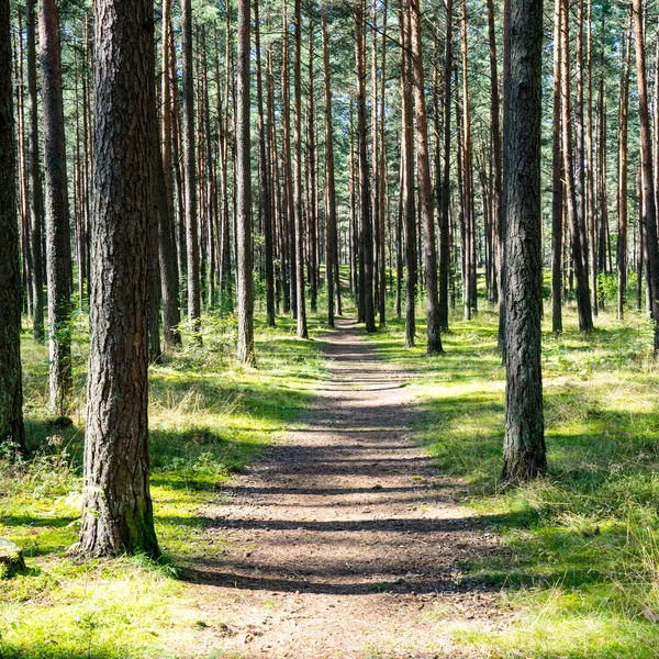 Carretera ligeramente iluminada en el bosque — Foto de Stock