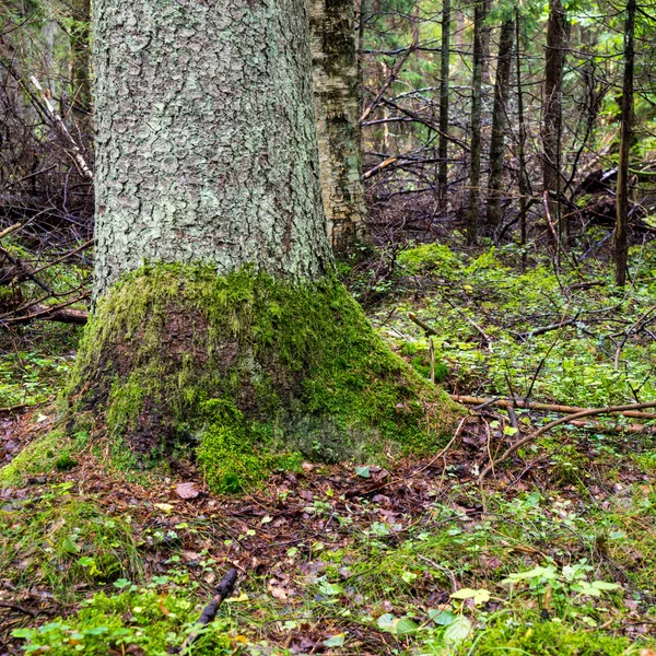 Vecchia foresta con alberi coperti di muschio e raggi di sole — Foto Stock