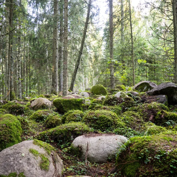 Old forest with moss covered trees and rays of sun