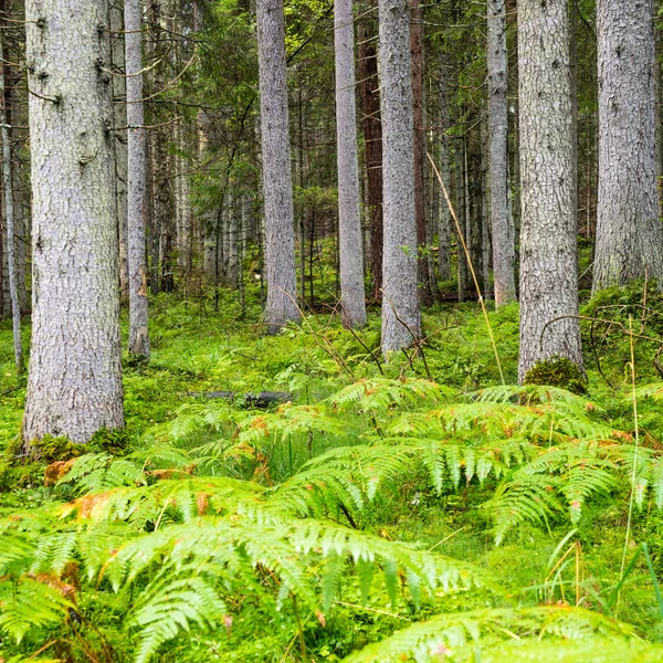 Vecchia foresta con alberi coperti di muschio e raggi di sole — Foto Stock