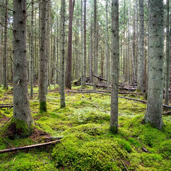 Oud bos met mos gedekt bomen en stralen van de zon — Stockfoto