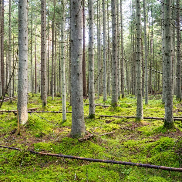 Vecchia foresta con alberi coperti di muschio e raggi di sole — Foto Stock