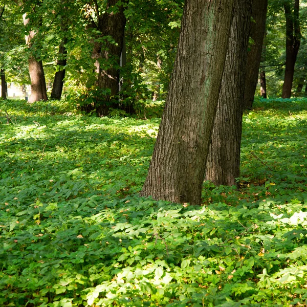 Strada forestale con raggi di sole — Foto Stock