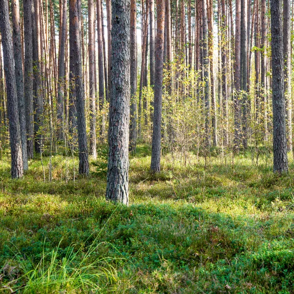 Ранкові сонячні промені в осінньому лісі — стокове фото