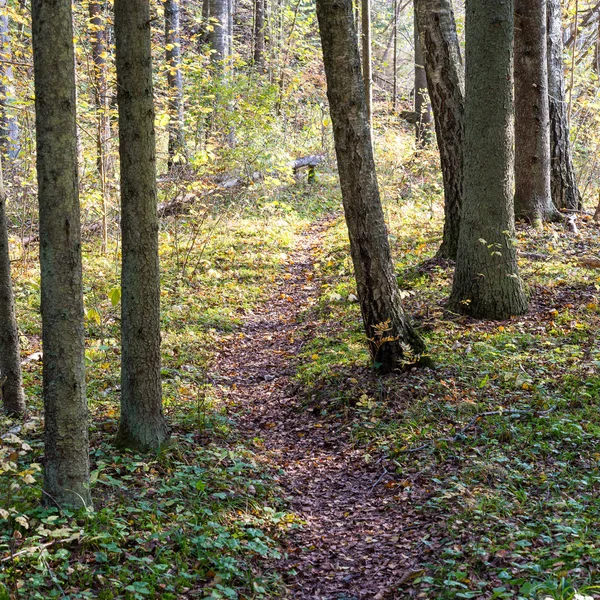 Sentier touristique coloré automne dans les bois — Photo