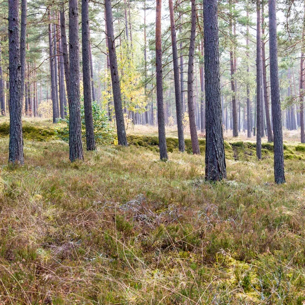 Πολύχρωμο φθινόπωρο δέντρα στο καταπράσινο δάσος με τις ακτίνες του ήλιου — Φωτογραφία Αρχείου
