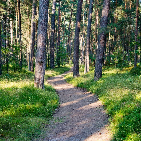 Wanderweg im Wald am Meer in den Dünen — Stockfoto