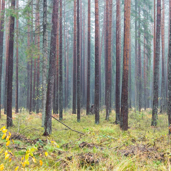 Erdei fák, őszi színek, vidéken — Stock Fotó