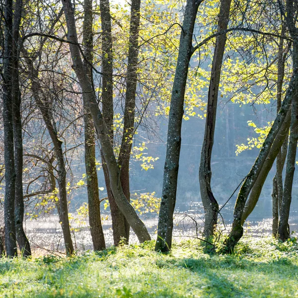 Verde brillante parco paesaggio con raggi di sole e ombre — Foto Stock