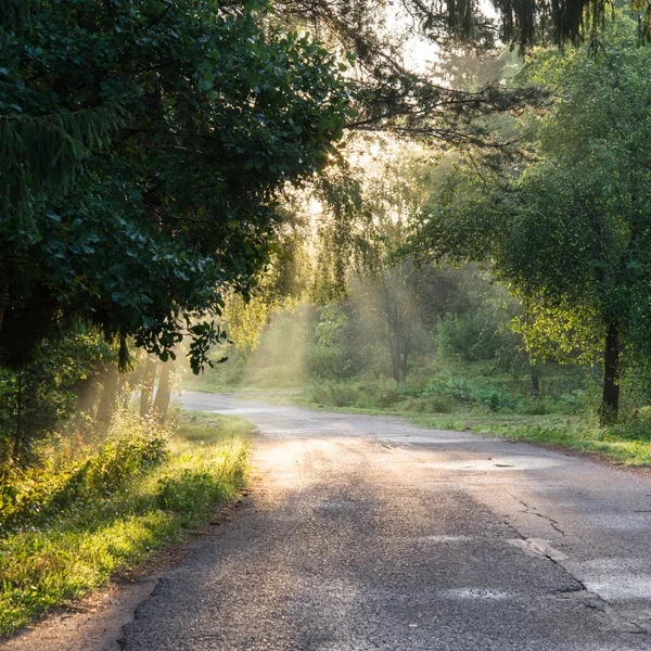 Misty fields and meadows after the rain in summer — Stock Photo, Image