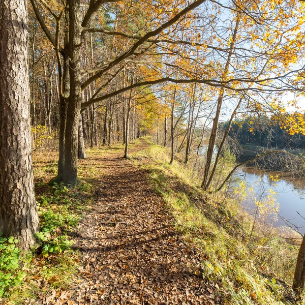 Autumn colored tourism trail in the woods — Stock Photo, Image