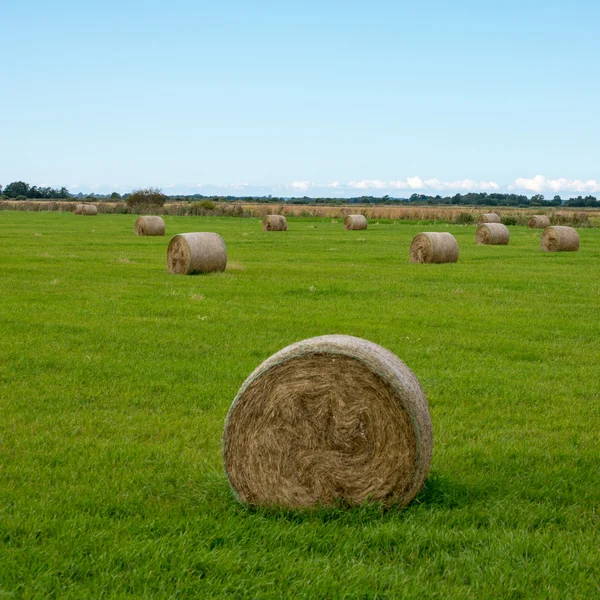 Rolls of hay in green field — Stock Photo, Image