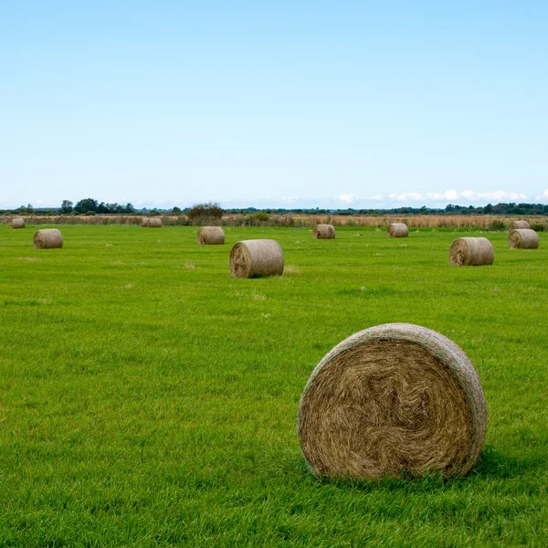 卷的干草在绿色的田野 — 图库照片