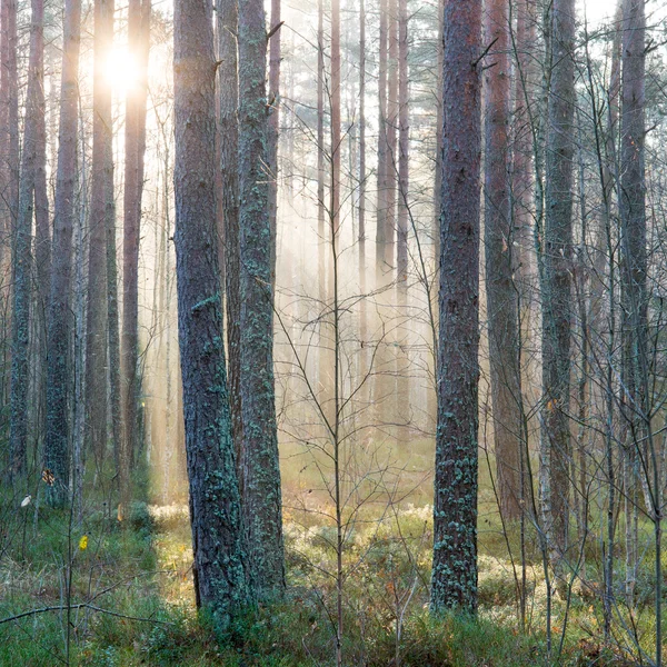 De beaux rayons lumineux dans la forêt à travers les arbres — Photo