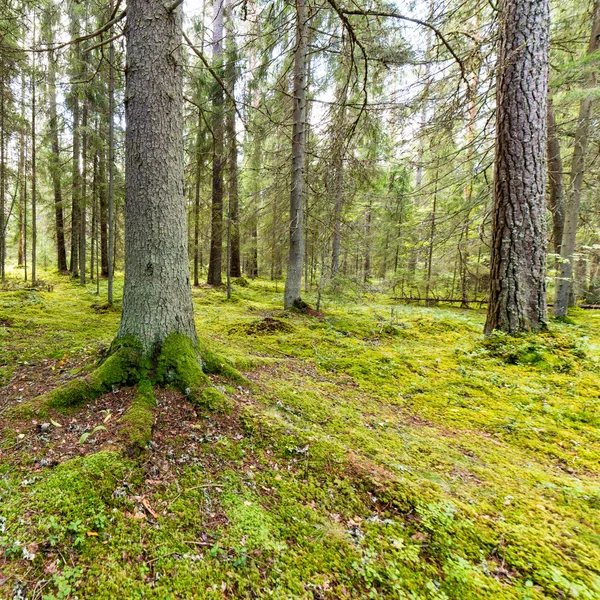 Деревья в зеленом лесу с мхом и осенними красками — стоковое фото