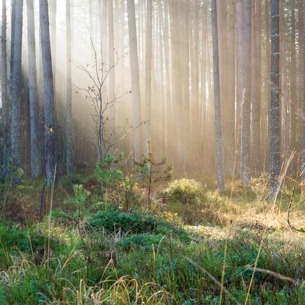 De beaux rayons lumineux dans la forêt à travers les arbres — Photo