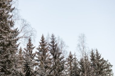 Karlı kış ormanı, karla kaplı ağaçlar