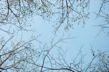 ağaç dalları Soyut doku kış