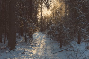 kış orman - retro vintage ağaçlarından düşen kar