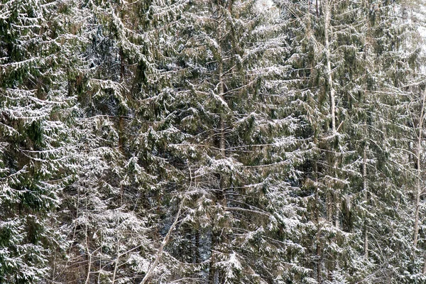Снежный зимний лес с заснеженными деревьями — стоковое фото