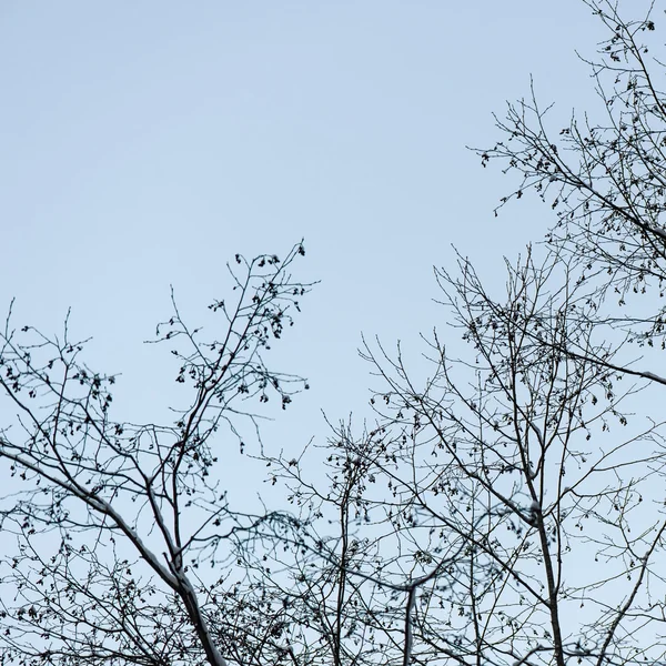 Branches d'arbres d'hiver en texture abstraite — Photo