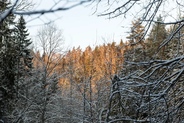 Śnieżny zimowy las z pokrytymi śniegiem drzewami — Zdjęcie stockowe